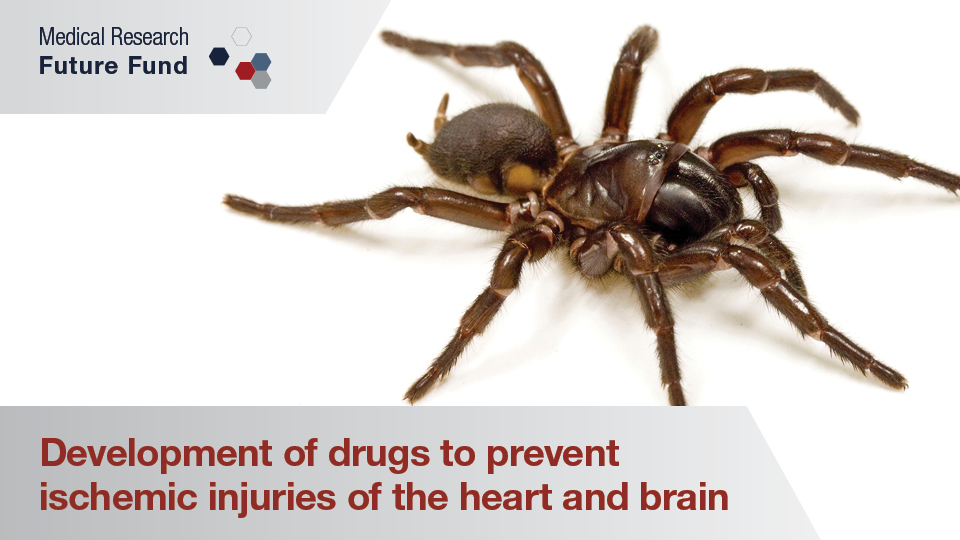 Funnelweb spider venom may provide a new drug for heart attacks