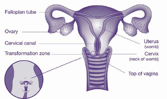 How Cervical Screening Works Australian Government Department Of Health