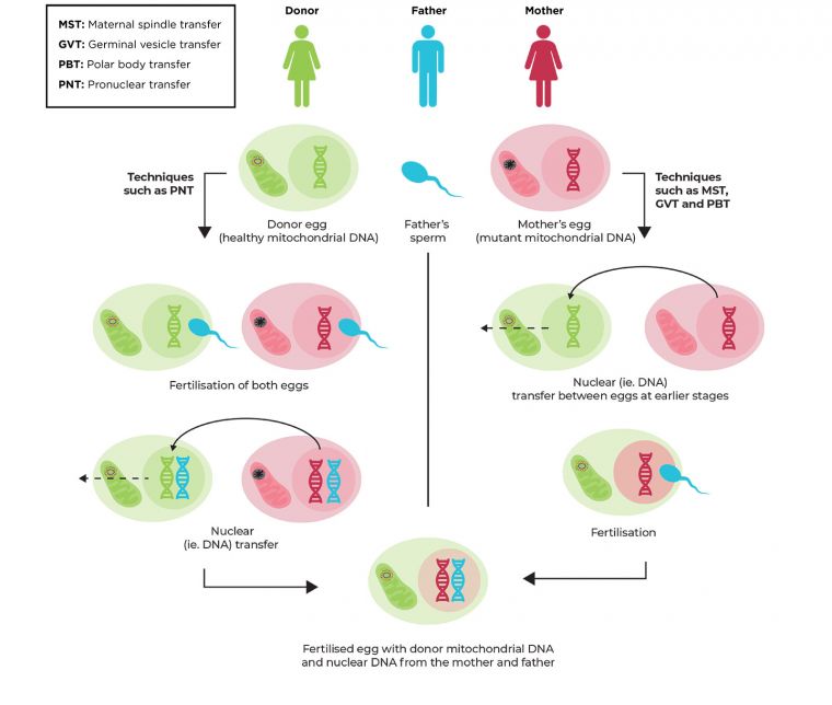 Diagram of the mitochondrial donation process