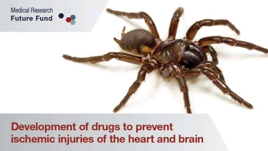Funnel-web spider venom may provide a new drug for heart attacks