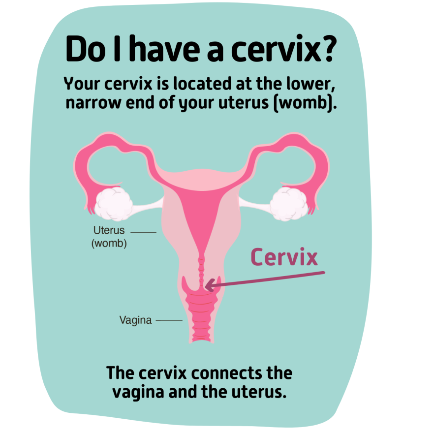 Cervix diagram