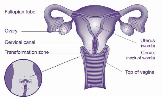 Diagram showing the location of the cervix at the top of the vagina.