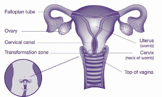 Diagram showing the location of the cervix at the top of the vagina.