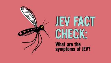 Japanese encephalitis virus (JEV) - What are the symptoms of JEV?