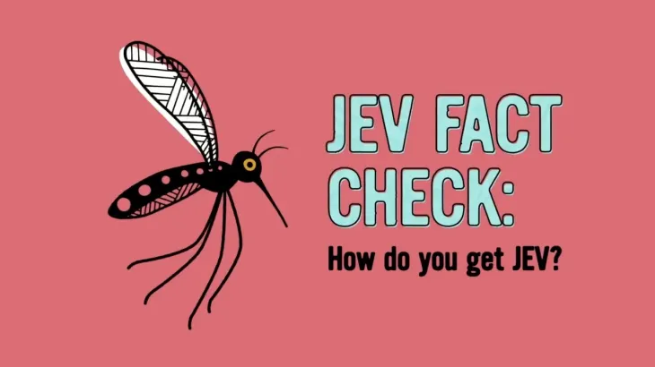 Japanese encephalitis virus (JEV) - How do you get JEV?