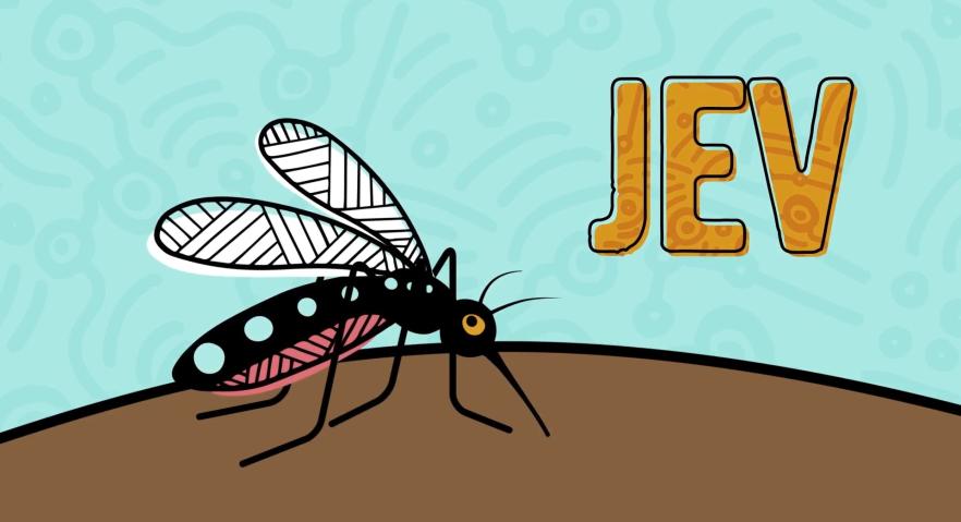 Japanese Encephalitis Virus (JEV) - Mozzies aren't just annoying
