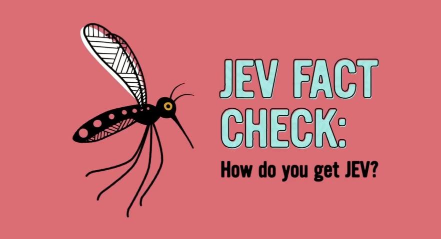 Japanese encephalitis virus (JEV) - How do you get JEV?