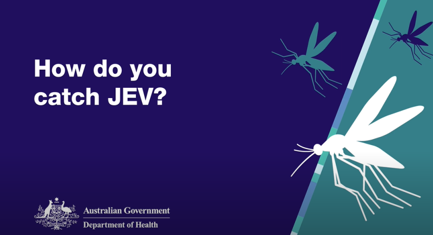 How do you catch JEV?