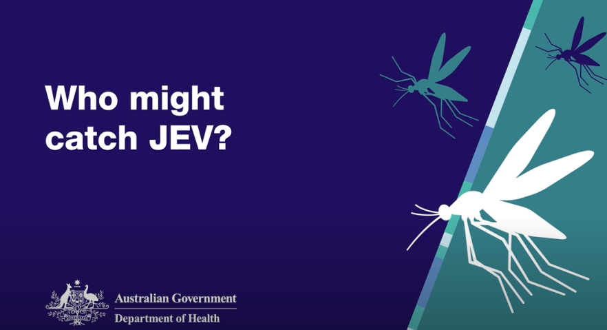 Who might catch JEV?